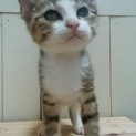 ありがとうございますゆず君ワクチン済み