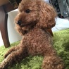 トイプードル 2歳5ヶ月   サムネイル3