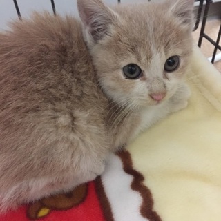 2ヶ月、ふわふわ、ミルクティー×ホワイト、もか君♪