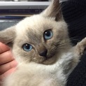 ラグドール風の子猫の里親様を探しています。