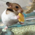 再掲載！ゴールデンハムスター 男の子