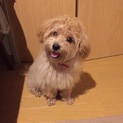 里親探してます！ 甘えん坊で大人しい男の子です
