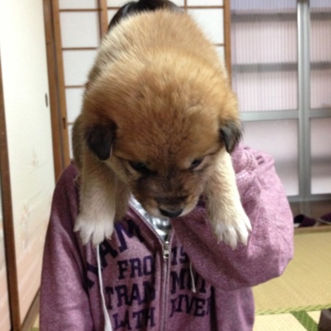 まいまのカバー写真