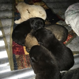 子犬5匹里親募集！
