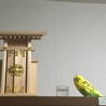 こざくらもどき