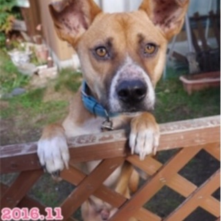 保健所から保護されました☆