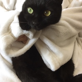 クロネコの成猫３歳。