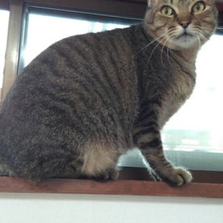 キジトラ、性格自慢！、成猫４歳、ちゃっく君♪ 