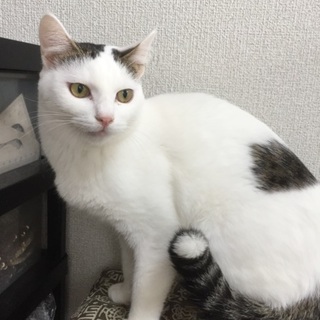 白×キジ斑、美男子！、成猫１歳、そら君♪ 