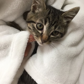 2ヶ月、キジトラ兄(妹)♪