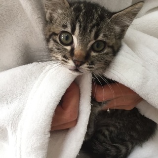 2ヶ月キジトラ(兄)妹、小さな、でいじーチャン♪