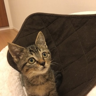 2ヶ月、スリゴロ、キジトラ女の子、ゆずチャン♪