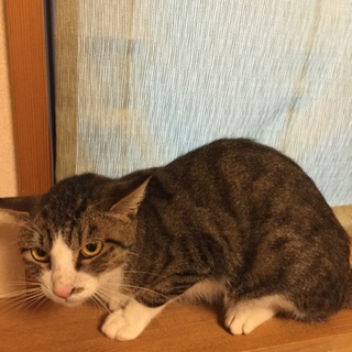 三本脚のムサシくん♪