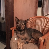 ロン