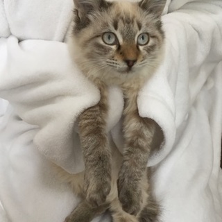 シャム系長毛、4ヶ月半（ロン君）♪
