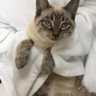 シャム系長毛、4ヶ月半（ミック君）♪