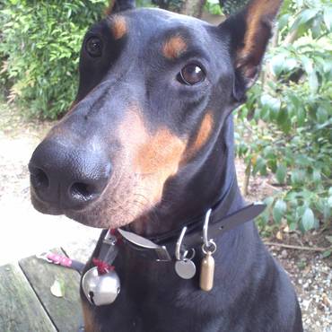 2歳の誕生日プレゼントは黒革の首輪