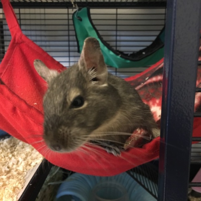 ガジ君とベリーちゃんのカバー写真