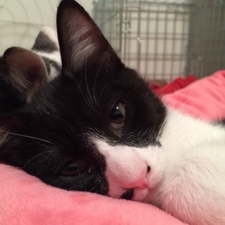 3ヶ月、黒白オス猫(たべる君)♪ 