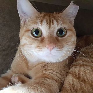 チャトラ　アメリカンショートヘア風　メス　1才前後