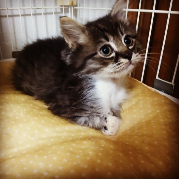 生後2ヶ月☆長毛ジョンくん。」山梨県 - 猫の里親募集(139164) 1枚目