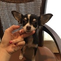 2016.7.30生まれのチワワの仔犬ちゃん