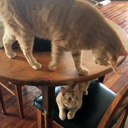 「複数いる茶トラの見分け方」サムネイル1