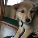 柴似の子犬里親募集！