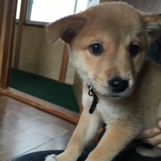 柴似の子犬里親募集！