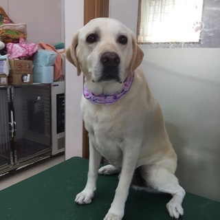 里親様決まりました