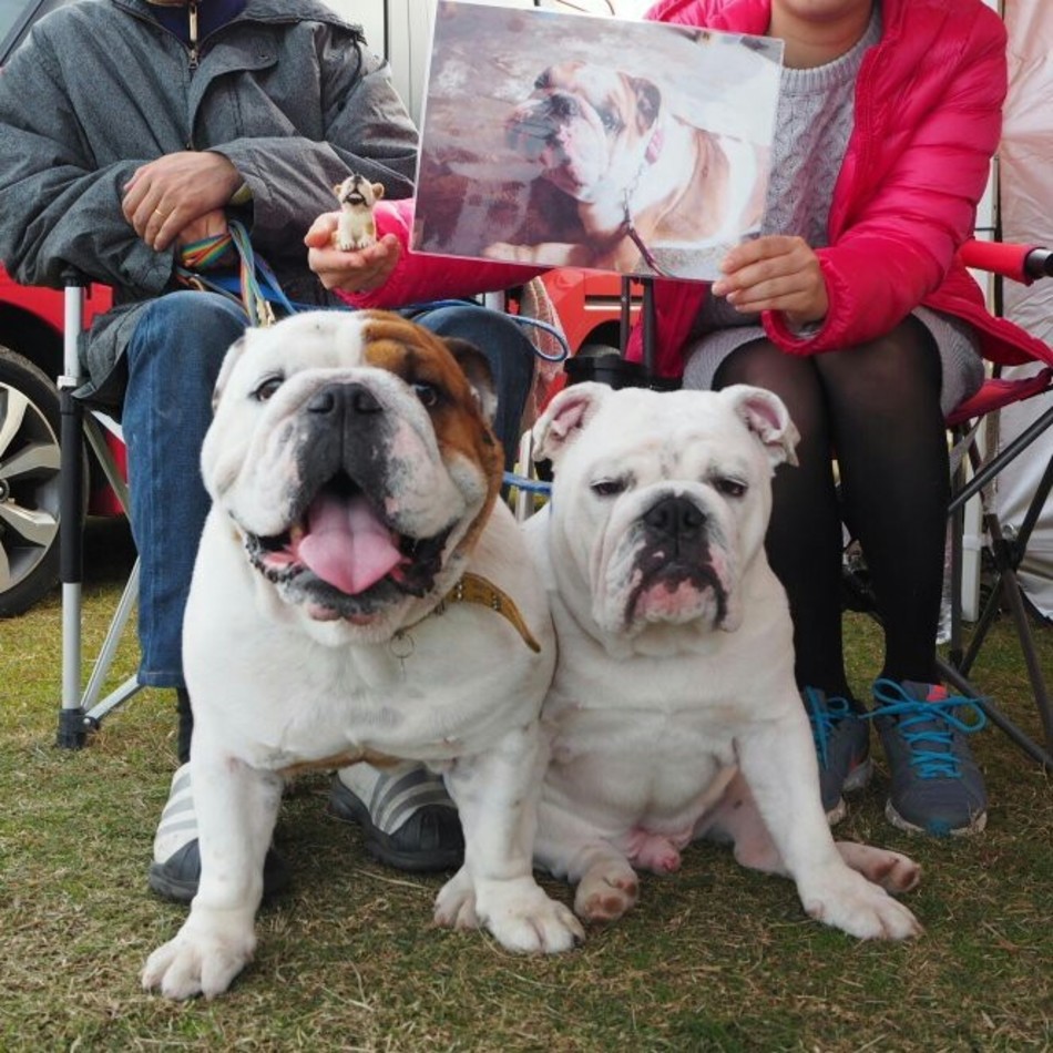 段平のカバー写真