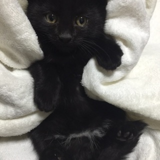 2ヶ月のコロコロ3姉弟、黒毛オス(もん君)♪