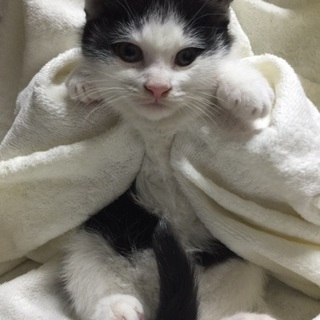 2ヶ月のコロコロ3姉弟、白黒オス(めろ君)♪ 