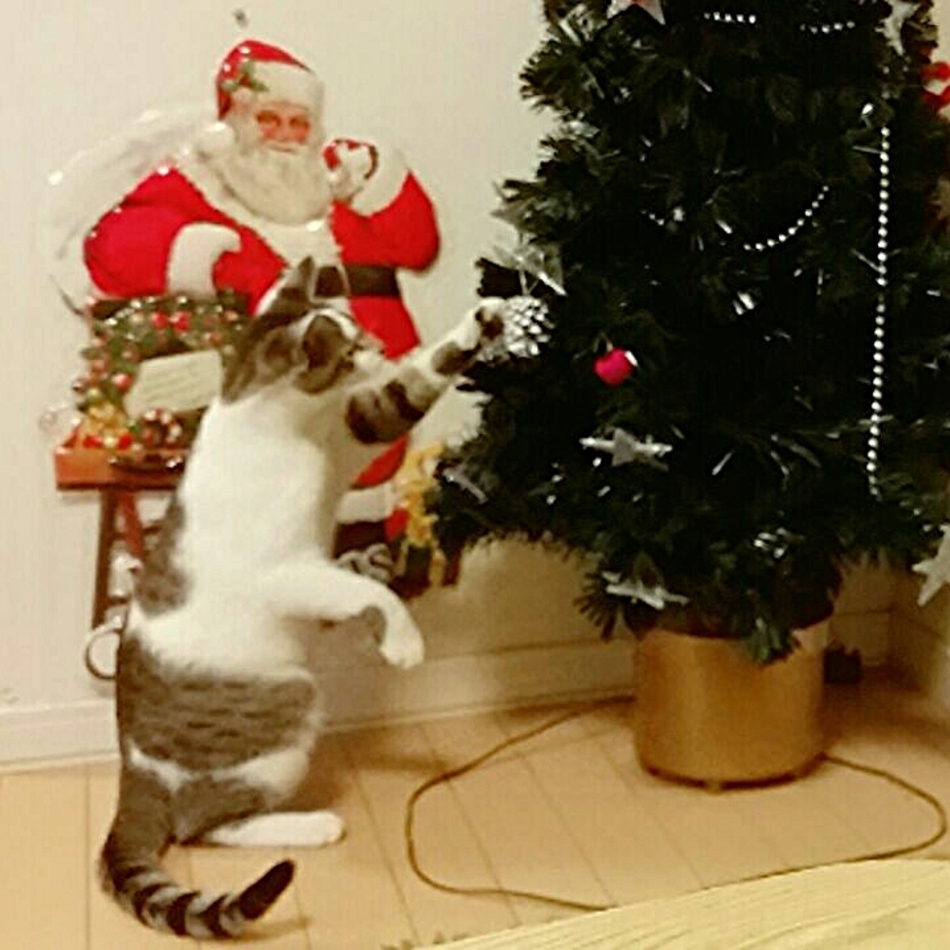 てんてんのカバー写真