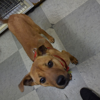 甘えん坊で、トレーニングやお散歩大好き女子です！