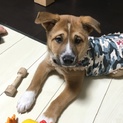 里親決定。オッさん顔のグリ君