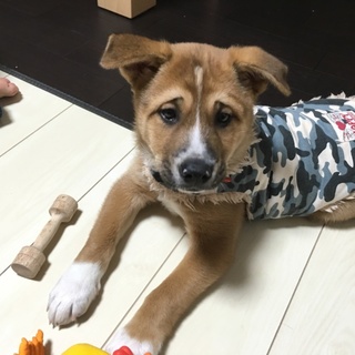 里親決定。オッさん顔のグリ君