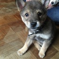 柴似の子犬里親募集！