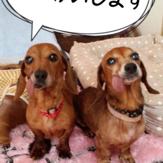 ルナとルリ　一緒にお願いします。