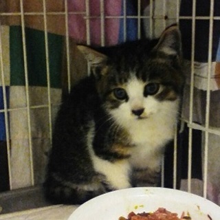 甘えん坊のサバ白くん☆