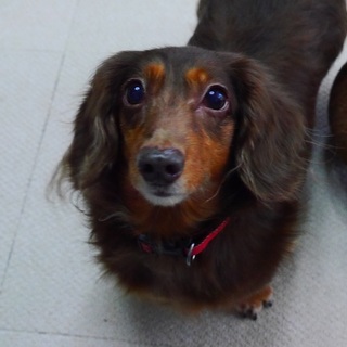 人懐っこい可愛い子です。