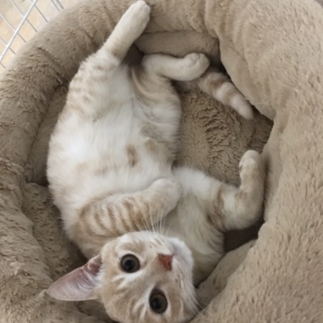 cockroachesのカバー写真