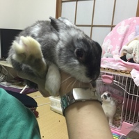 ライ