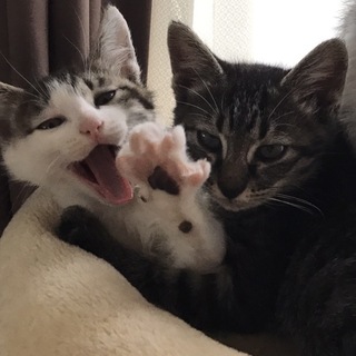 子猫の里親募集中