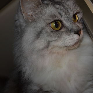 穏やかで静かな性格の女の子です。