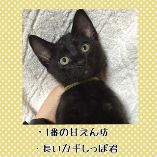 クロネコ兄弟♪
