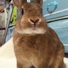 急募！可愛いうさぎちゃんです サムネイル2