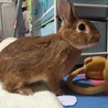 急募！可愛いうさぎちゃんです サムネイル3