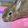 急募！可愛いうさぎちゃんです サムネイル4
