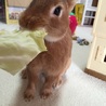 急募！可愛いうさぎちゃんです サムネイル5